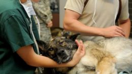 Arbeiten an der FU (2): Alltag einer Tierärztin an der FU