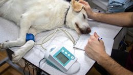 Statements zum politischen Spaziergang in der Veterinärmedizin im Juli 2022