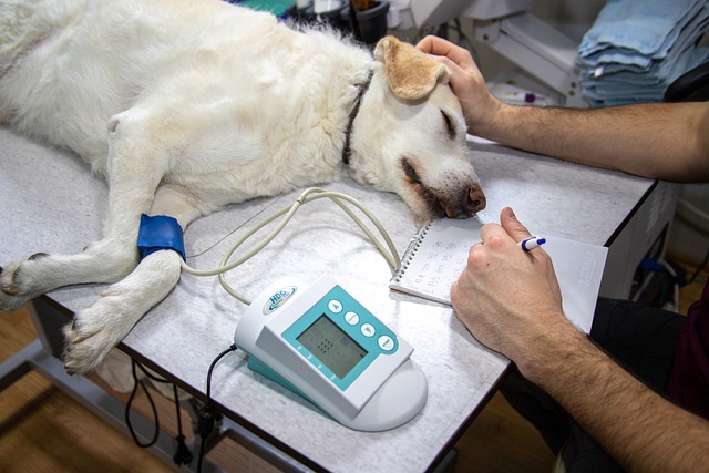 Statements zum politischen Spaziergang in der Veterinärmedizin im Juli 2022